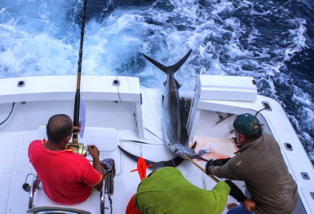 $20 thousand prize for biggest fish in Seychelles' Marlin Slam