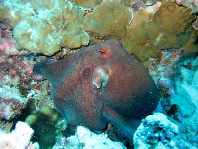 Pêche de poulpe menacée par la surexploitation