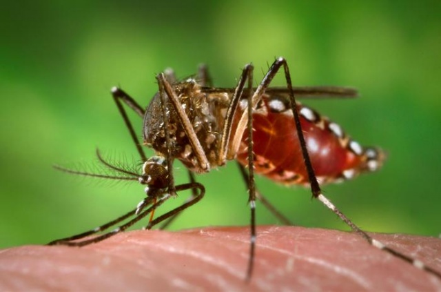Travel advisory on dengue outbreak in Mauritius