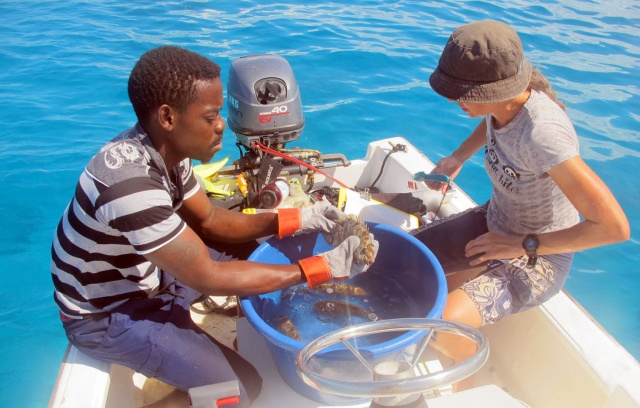 Nature Seychelles is tagging fish to find their migratory movements