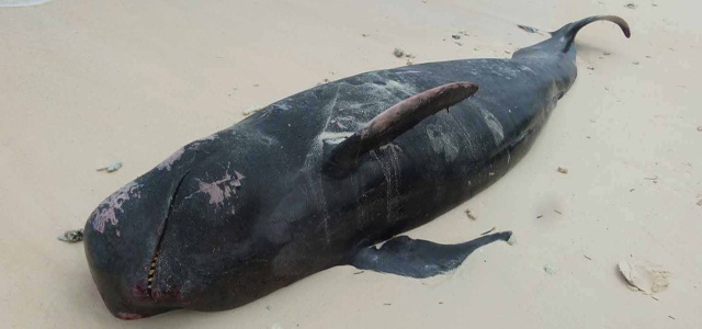 Stranded pilot whale found dead on Silhouette Island