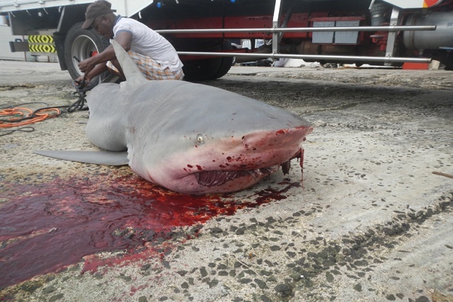 Seychelles maritime safety body reacts to shark sightings within the port area