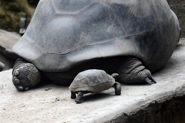 Maurice met en vente des tortues d’Aldabra.