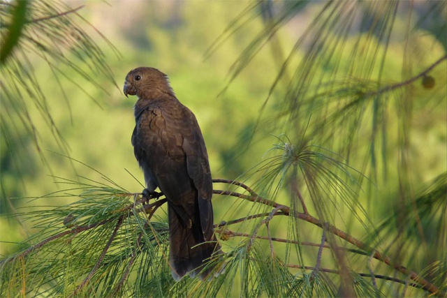 Seychelles black parrot declared endemic bird species by BirdLife International experts