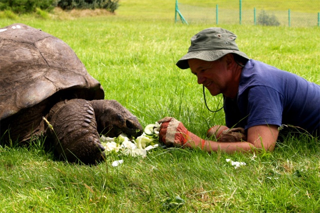 182 year-old Seychelles giant tortoise still going strong – meet Jonathan, the world’s oldest animal