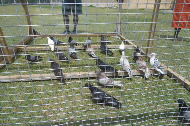 Les pigeons menacent les écoles des Seychelles