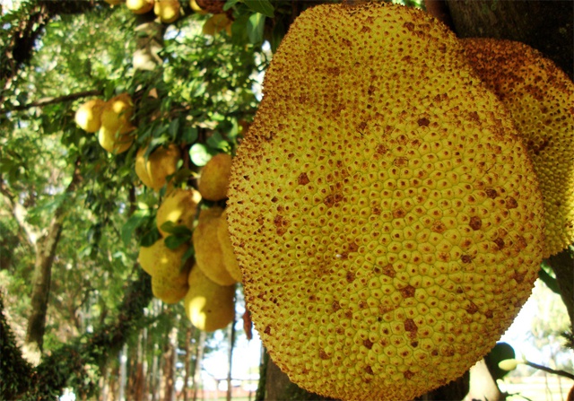 Jackfruit – Could it help feed the planet?