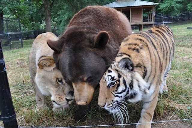 A page right out of the Jungle Book – meet the lion, tiger and bear who are all best friends
