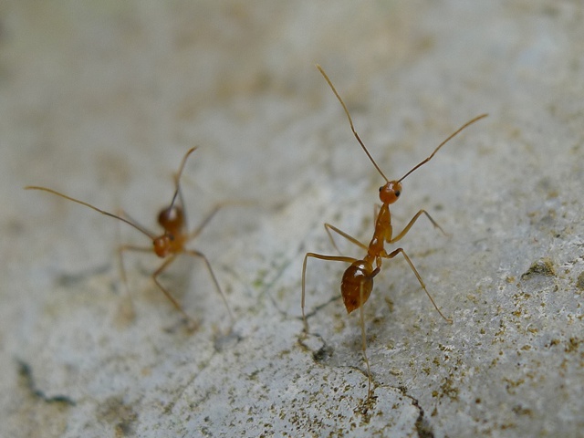 Yellow crazy ants threaten biodiversity in Seychelles’ UNESCO World Heritage Site of Vallée de Mai