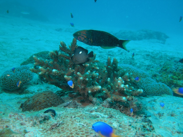 Le corail des Seychelles plus résistant à la chaleur