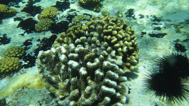 Seychelles coral reefs just beginning to show signs of recovery, say researchers