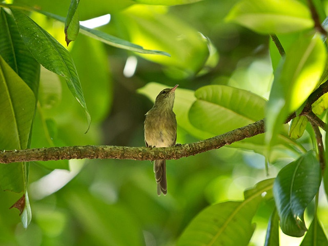 Back from the brink – threatened Seychelles warbler is successfully translocated to Fregate Island
