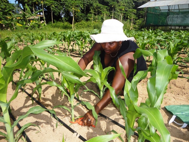 Boosting the agricultural sector to ensure food security – Seychelles is finalizing national agricultural investment plan