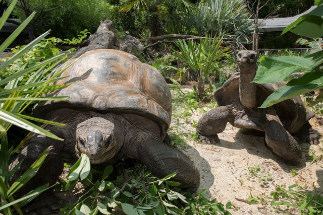 Des tortues des Seychelles au zoo du Bronx à New York pour le plus grand plaisir des visiteurs