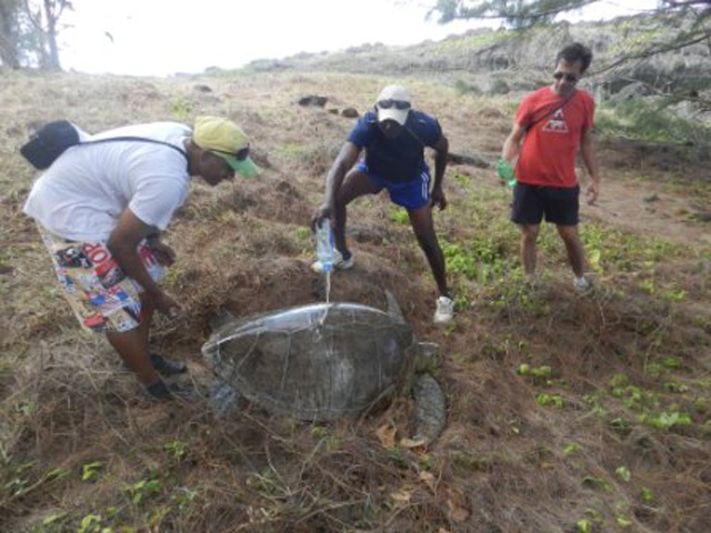 Un couple de Français sauve une tortue à Silhouette, île des Seychelles