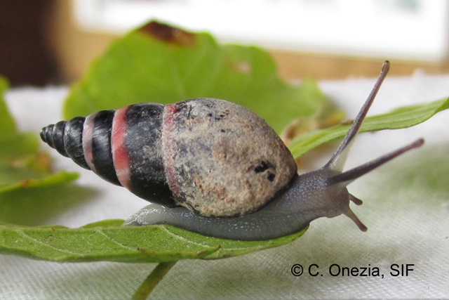 Living to fight another day – “extinct” Aldabra snail re-discovered in Seychelles
