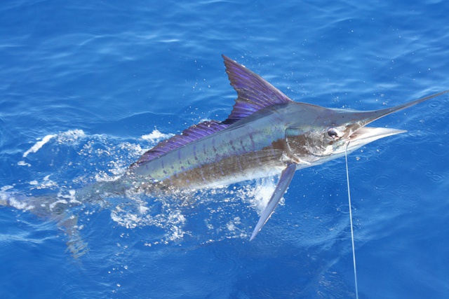 Seychelles anglers to contribute on improving available data on billfish – SSFC organising first IGFA Great Marlin Race