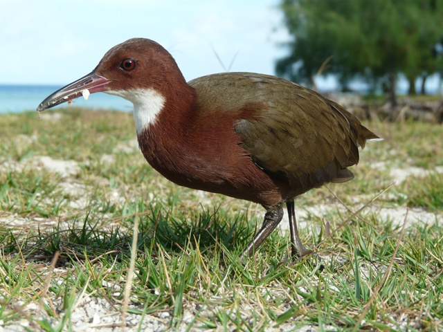 Seychelles Islands Foundation working to classify Aldabra Rail as a separate species