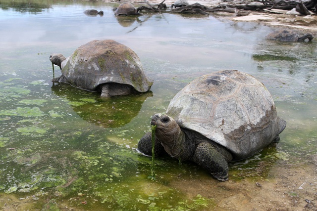 Seychelles Islands Foundation appoints lead consultant for Aldabra Management Plan