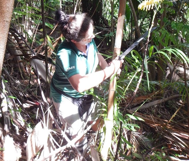 War on invasive plants makes good progress in Seychelles UNESCO World Heritage Site of Vallée de Mai