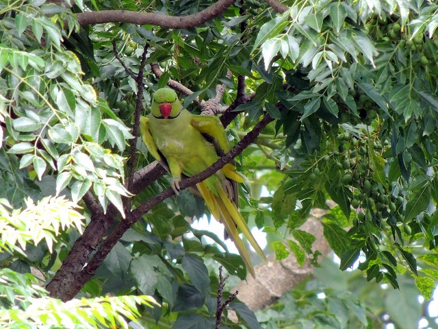 Green parrots confirmed in Vallée de Mai - Future of the Seychelles black parrot population in peril