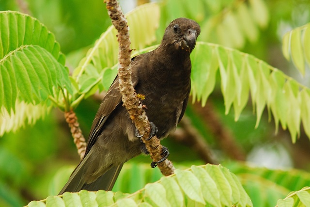 La perruche à collier introduit aux Seychelles pourrait menacer « le perroquet noir » de Praslin