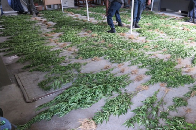 La brigade antidrogue des Seychelles NDEA détruit 400 plants de cannabis