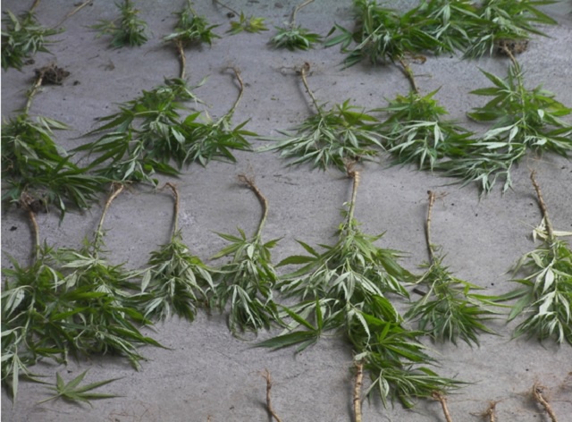 La brigade antidrogue des Seychelles détruit une nouvelle plantation de cannabis