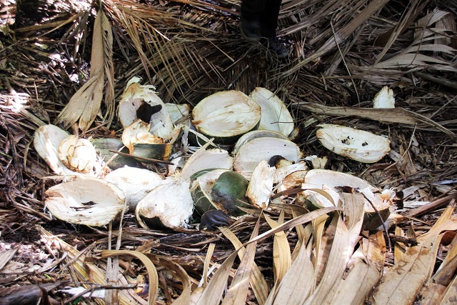 Shock and horror as poachers strip iconic Vallée de Mai tree of endangered coco-de-mer nuts