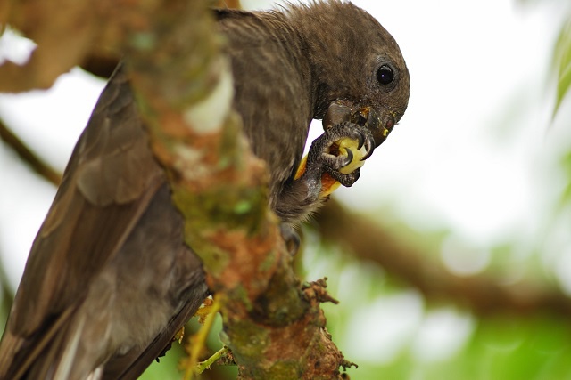 Seychelles black parrot prefer feeding on endemic species, reveals new research