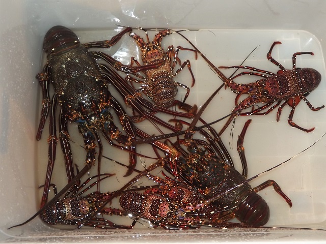 No Lobster on the menu - Lobster fishing season to remain closed this year, says Seychelles Fisheries authority