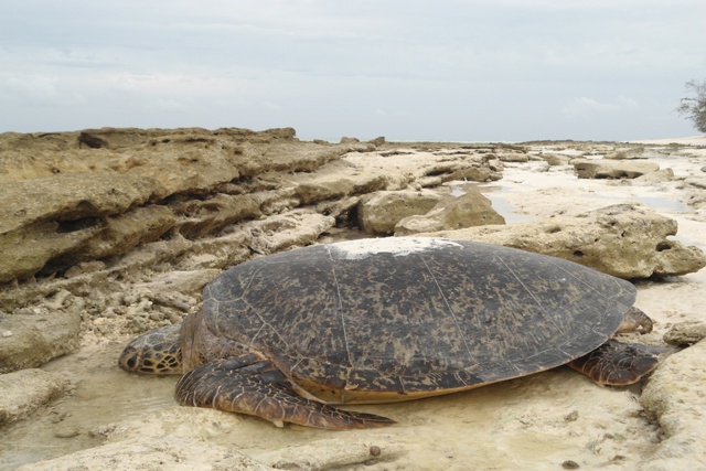 L’atoll d’Aldabra, aux Seychelles, reconnu comme un lieu de ponte important pour les tortues marines