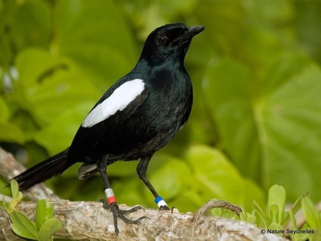 British charity drive aims to help Seychelles solve mystery magpie robin illness