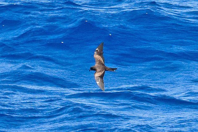 Rare and enigmatic Matsudaira’s Storm-petrel seabirds sighted in Seychelles opening eco-tourism potential in the Indian Ocean