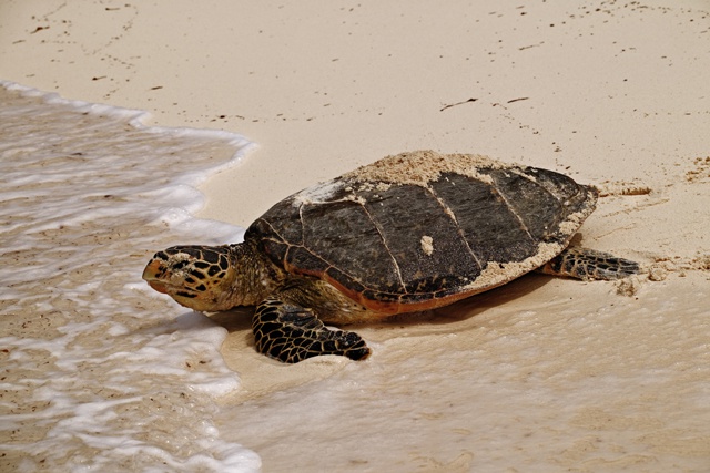 Nature Seychelles research reveals Seychelles’ best kept turtle secrets