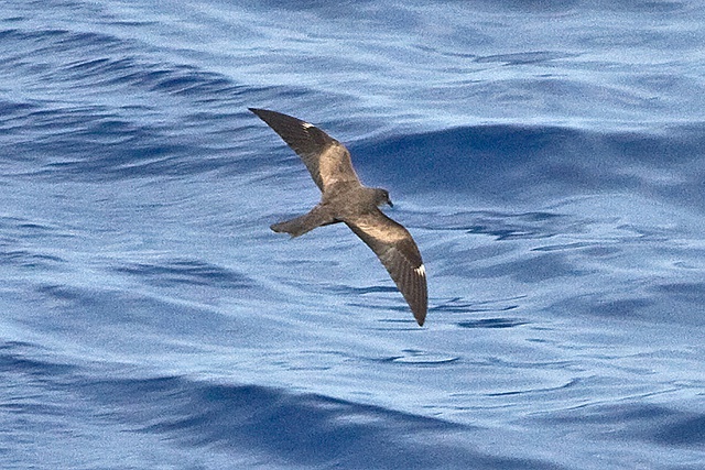 Des oiseaux rares observés aux Seychelles ouvrent des possibilités d’éco-tourisme