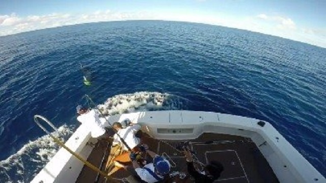 Caught on camera! Giant blue marlin breaks free from hook, but brings Seychelles closer to joining World Grander Club