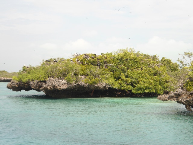 À la découverte d’Aldabra, atoll des Seychelles, pour sa  faune et sa  flore unique