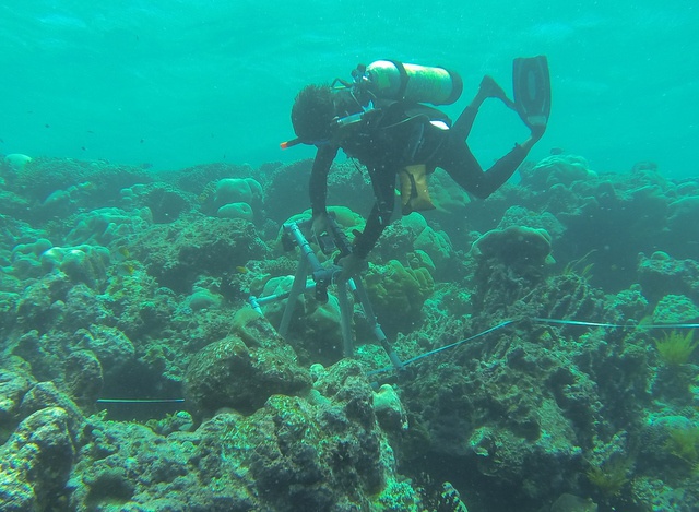 SIF keeps a close eye on ‘Black Disease’ in coral reefs of Aldabra