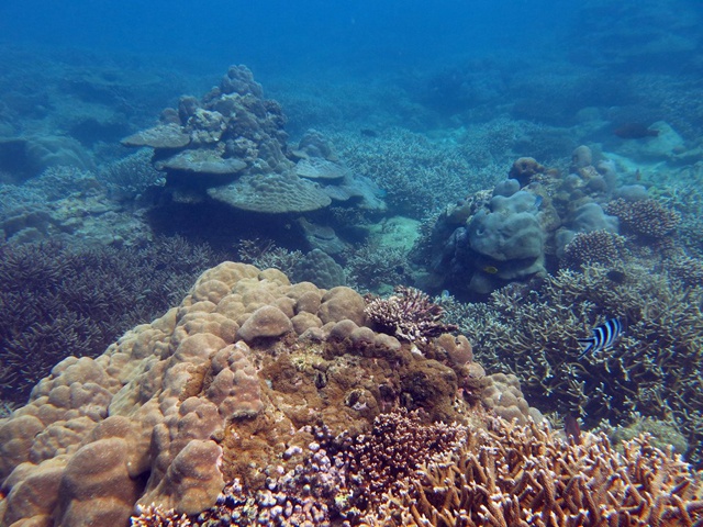 Seychelles-based study gives hope for coral reef resilience against global warming