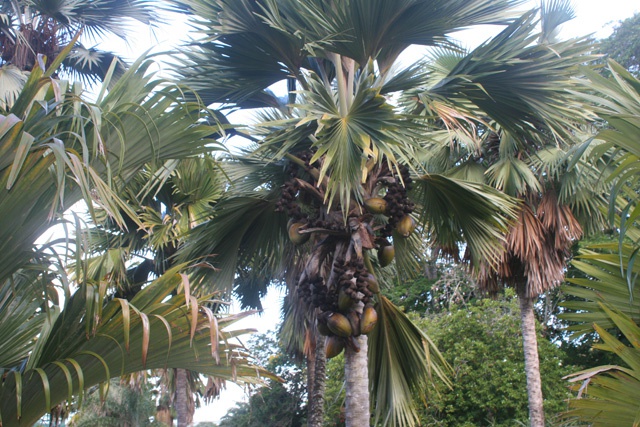 Des braconniers arrêtés par la police des Seychelles après avoir volé des cocos de mer