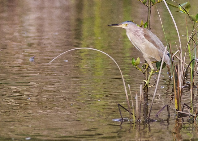 Choosing which bird to save – Adrian Skerrett pleads the case for Yellow Bittern in Seychelles
