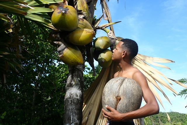 Surviving almost impossible odds – how the Seychelles Coco-de-Mer palm parents its seeds