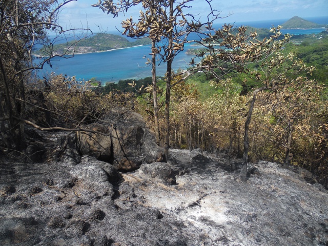 Seychelles endemic palms lost in Port Glaud fire