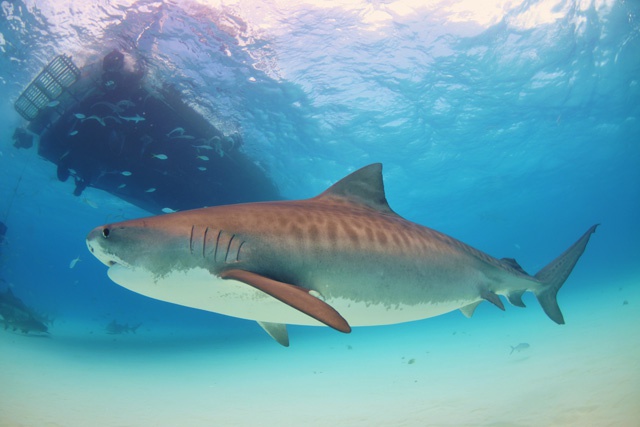 Giving power to the people: Madagascar creates first community-controlled shark sanctuary