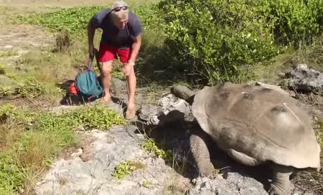 Slowest chase ever caught on camera in Seychelles after explorer disturbs giant tortoise love session