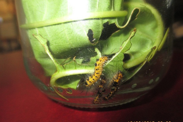 Biological control planned to eradicate hairy caterpillar pest in Seychelles