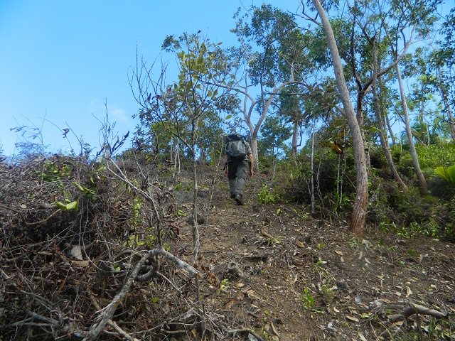 Making space for Seychelles endemic flora - Massive number of introduced and invasive plants being removed