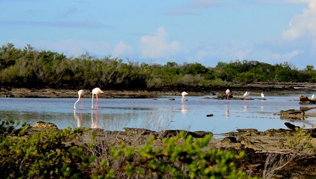 The pink birds of paradise - rare flamingos spotted on Seychelles atoll of Aldabra