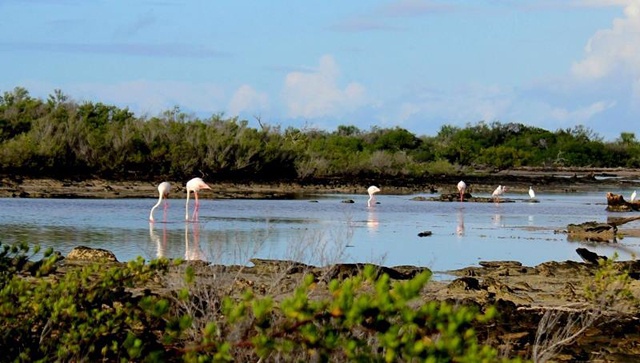 Le flamant rose - une espèce très rare a été repérée sur l'atoll d’Aldabra -une des îles des Seychelles